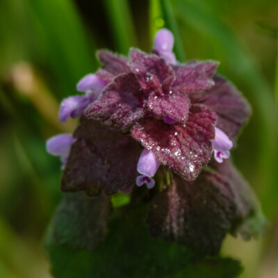 Red Deadnettle, Camassia Wildlife Preserve, Spring 2024 Red Deadnettle