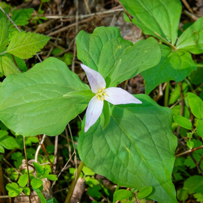 Trilluim, Camassia Wildlife Preserve, Spring 2024 Trillium
