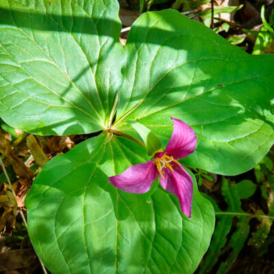 Trilluim, Camassia Wildlife Preserve, Spring 2024