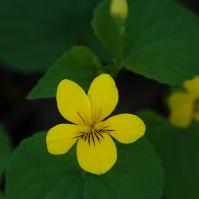 Yellow Violet, Camassia Wildlife Preserve, Spring 2024 Yellow Violet
