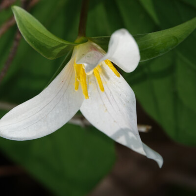 Fawn Lily, Camassia Wildlife Preserve, Spring 2024 Blooming Fawn Lily