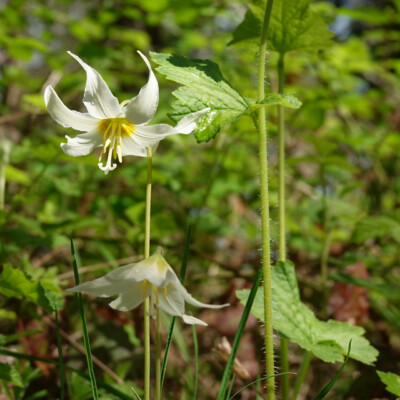 Fawn Lily, Camassia Wildlife Preserve, Spring 2024 Blooming Fawn Lily