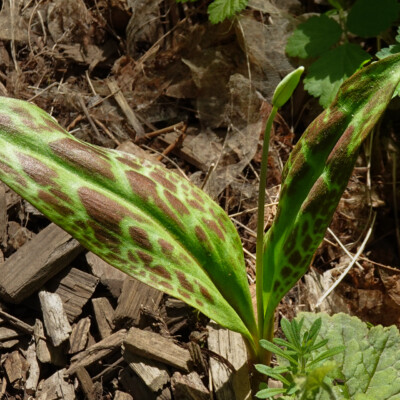 Another spring favorite at this site: Fawn Lily.