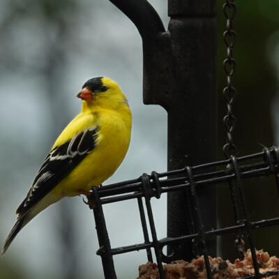 American Goldfinch, in Virginia, Spring 2024