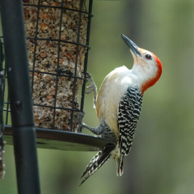 Red-bellied Woodpecker, in Virginia, Spring 2024