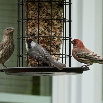 Finches and a Chickadee at the feeder, in Virginia, April 2024. Two finches meet a Chickadee at the feeder.