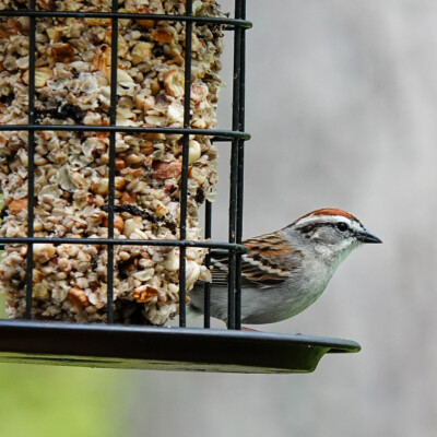 Chipping Sparrow, in Virginia, Spring 2024