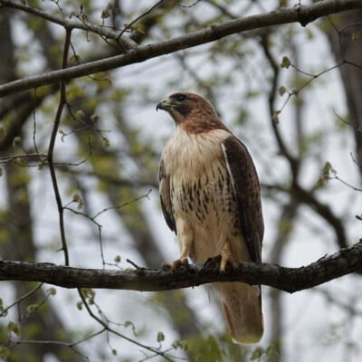 Red Tail Hawk, in Virginia, Spring 2024