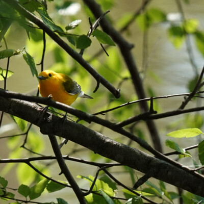 Prothonotary Warbler, in Virginia, Spring 2024 Prothonotary Warbler