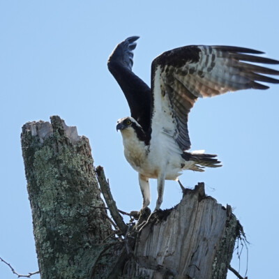 Osprey building a nest, in Virginia, Spring 2024