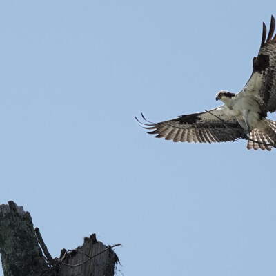 Osprey building a nest, in Virginia, Spring 2024 An Osprey building a nest.