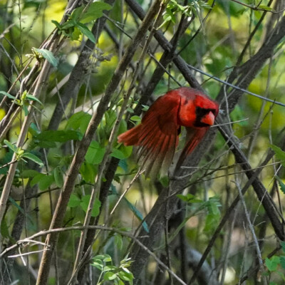 Cardinal, in Virginia, Spring 2024 Most of the times I saw a Cardinal it was in motion.