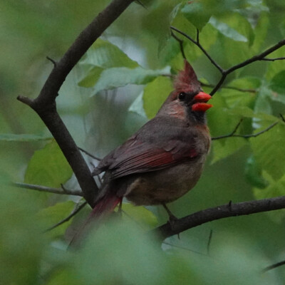 Cardinal, in Virginia, Spring 2024