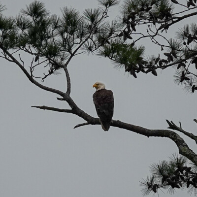 Bald Eagle, in Virginia, Spring 2024 Bald Eagle