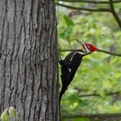 Pileated Woodpecker, in Virginia, Spring 2024