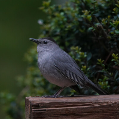 Gray Catbird, in Virginia, Spring 2024