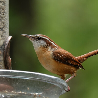 Carolina Wren, in Virginia, Spring 2024 Carolina Wren