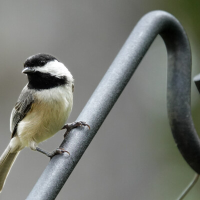 Black-capped Chickadee, in Virginia, Spring 2024 Chickadee