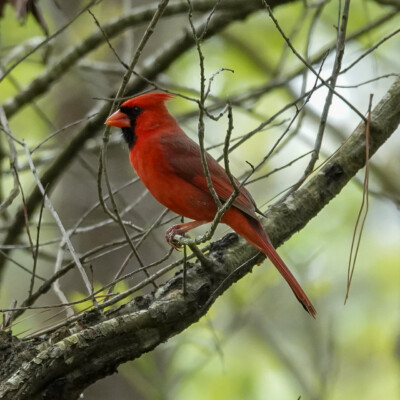 Cardinal, in Virginia, Spring 2024