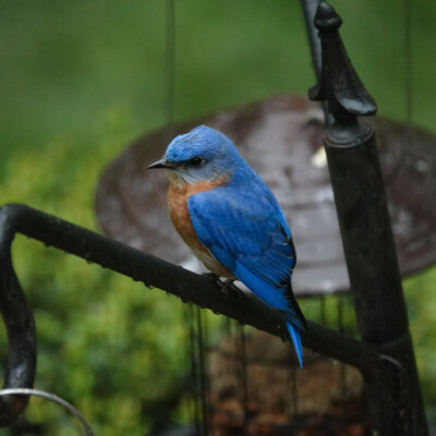 Eastern Bluebird, in Virginia, Spring 2024