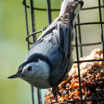 Nuthatch, in Virginia, Spring 2024 Nuthatch
