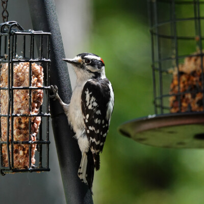 Downy Woodpecker, in Virginia, Spring 2024 Downy Woodpecker