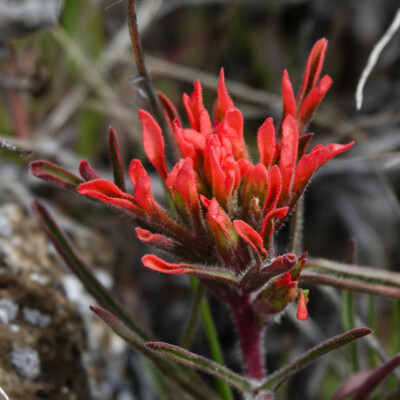 Indian Paintbrush, Fort Rock, Central Oregon, Spring 2024 Indian Paintbrush, Fort Rock