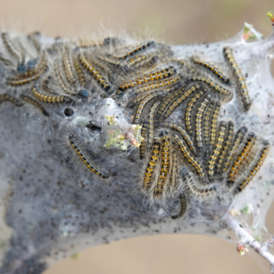 Tent caterpillars, Fort Rock, Central Oregon, Spring 2024 Tent caterpillars, Fort Rock