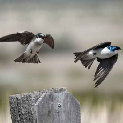 Swallows, at Summer Lake Oregon, Spring 2024. Swallows in flight.