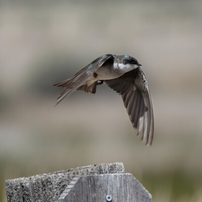 A Swallow at Summer Lake Oregon, Spring 2024.