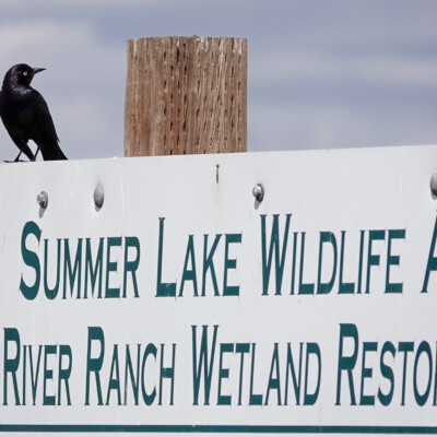 A Brewer's Blackbird at the entrance to Summer Lake, Oregon, Spring 2024. A Brewer's Blackbird surveys the entrance.