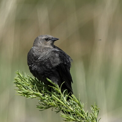 A Brewer's Blackbird, at Summer Lake Oregon, Spring 2024.