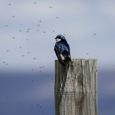 A Tree Swallow considering its next meal, at Summer Lake Oregon, Spring 2024. A Tree Swallow considering its next meal.
