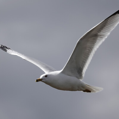 A Ring-billed Gull, at Summer Lake Oregon, Spring 2024.