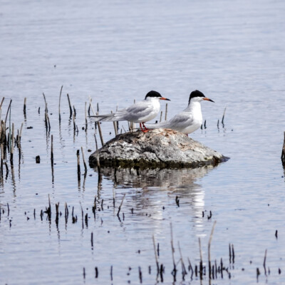 A pair of Foster's Terns, at Summer Lake Oregon, Spring 2024. A pair of Forster's Terns.