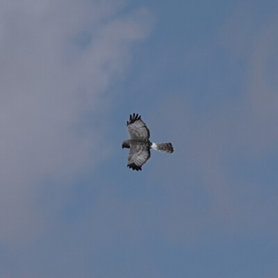 A Harrier Hawk, at Summer Lake Oregon, Spring 2024. A Harrier Hawk