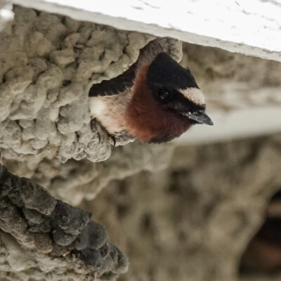 A Barn Swallow in its nest, at Summer Lake Oregon, Spring 2024. A Barn Swallow in its nest.