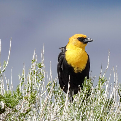 A Yellow-Headed Blackbird, at Summer Lake Oregon, Spring 2024. A Yellow-Headed Blackbird, one of the dozens we saw along the roadway.