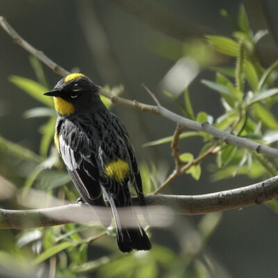 A Yellow-Rumped Warbler, at Summer Lake Oregon, Spring 2024. Yellow-Rumped Warbler