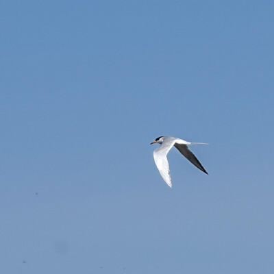 A Caspian Tern, at Summer Lake Oregon, Spring 2024.
