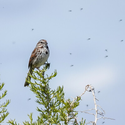 A Sparrow considering its next meal, at Summer Lake Oregon, Spring 2024. A Sparrow considering its next meal.