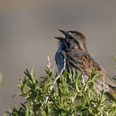 A Song Sparrow doing its thing, at Summer Lake Oregon, Spring 2024. Song Sparrow