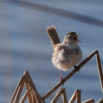 A Marsh Wren, at Summer Lake Oregon, Spring 2024. A Marsh Wren announcing its presence.