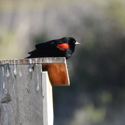 A Red-winged Blackbird, at Summer Lake Oregon, Spring 2024. Red-winged Blackbird