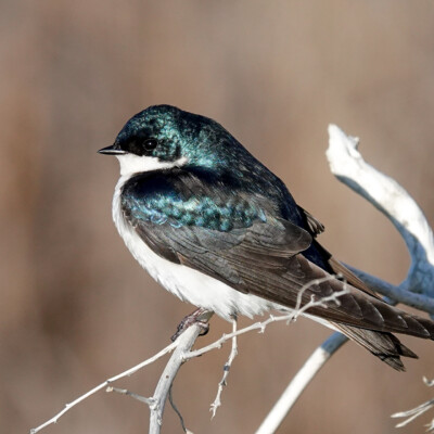 A Tree Swallow, at Summer Lake Oregon, Spring 2024.