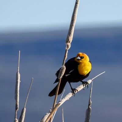 A Yellow-Headed Blackbird, at Summer Lake Oregon, Spring 2024.
