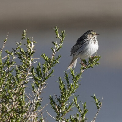 Perhaps a Savannah Sparrow, at Summer Lake Oregon, Spring 2024. Perhaps a Savannah Sparrow