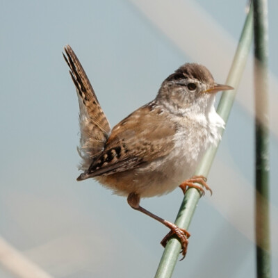 A Marsh Wren ready to slide down the Horsetail, at Summer Lake Oregon, Spring 2024.