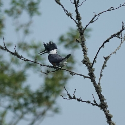 Kingfisher, Nisqually NWR, Summer 2024
