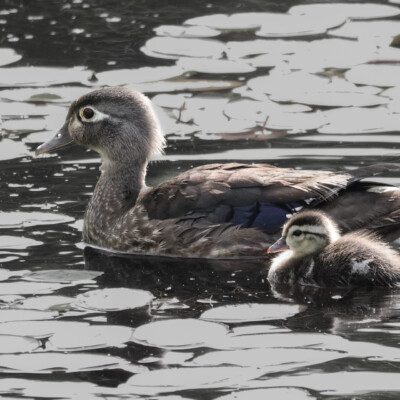 Mama Wood Duck and duckling, Nisqually NWR, Summer 2024